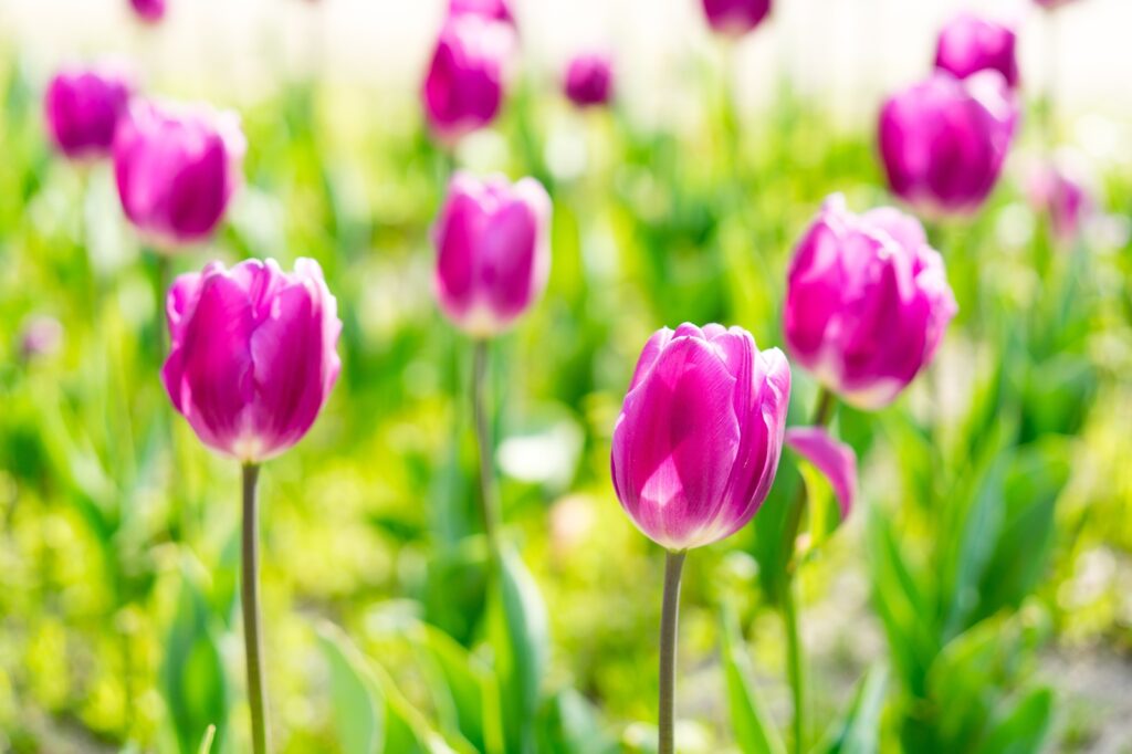 columns 元気が出る1分コラム画像