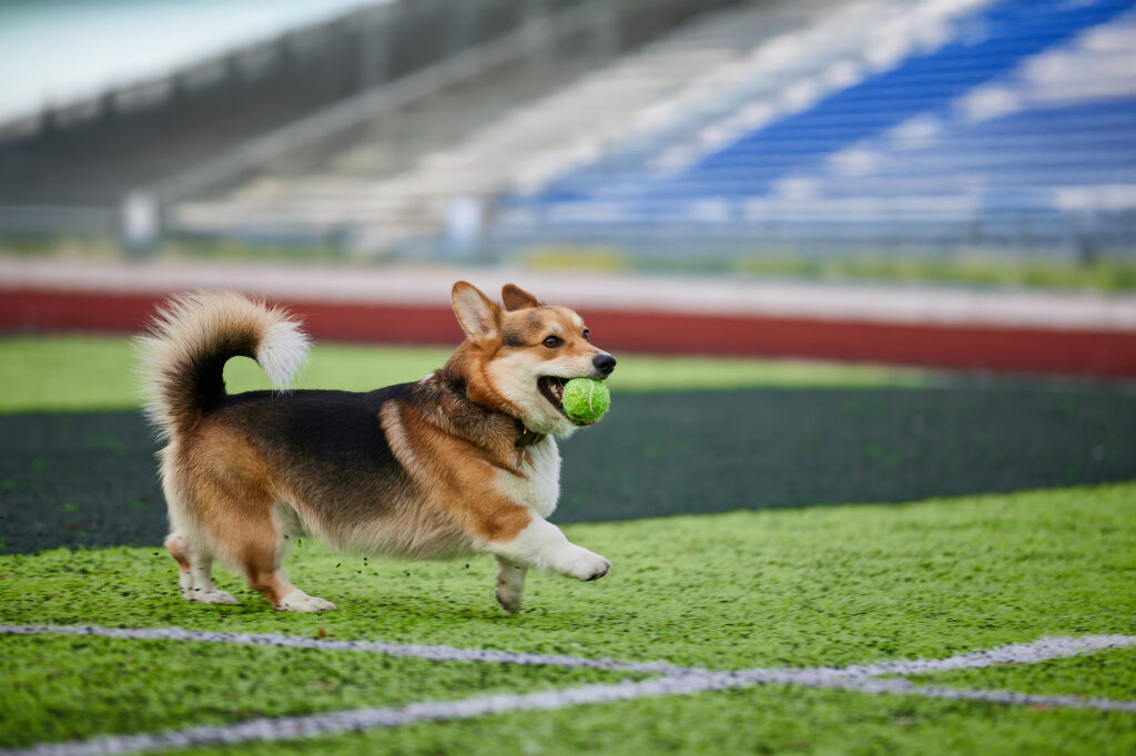 columns 社内運動会画像